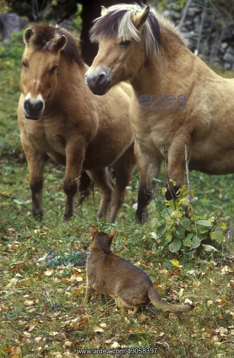 : Abyssinian cat face Fjord ponies in a meadow France : Abyssinian cat face Fjord ponies in a meadow France