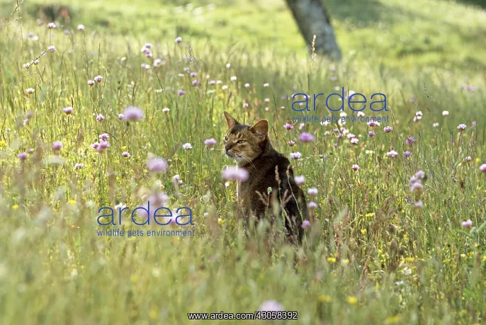 : Abyssinian cat in a flowery meadow Cevennes France : Abyssinian cat in a flowery meadow Cevennes France