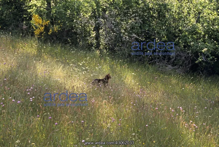 : Abyssinian cat in a flowery meadow Cevennes France : Abyssinian cat in a flowery meadow Cevennes France