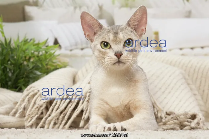 : Abyssinian cat indoors : Abyssinian cat indoors