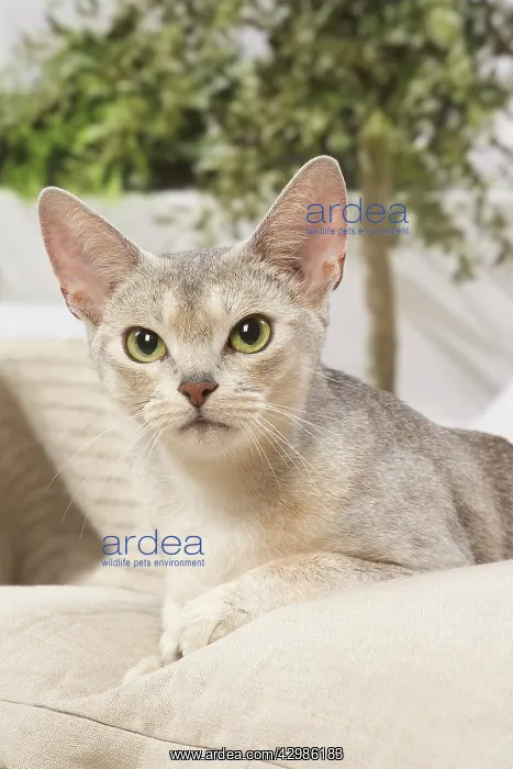 : Abyssinian cat indoors : Abyssinian cat indoors