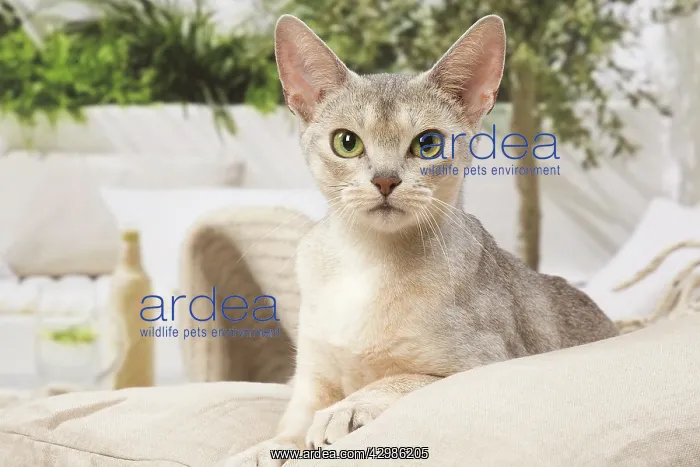 : Abyssinian cat indoors : Abyssinian cat indoors