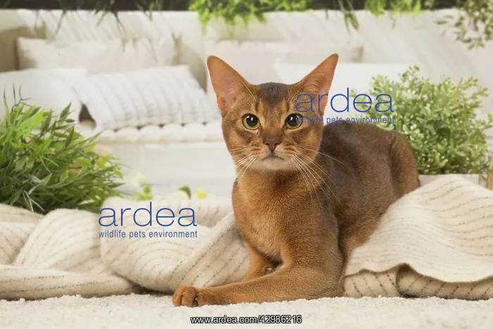 : Abyssinian cat indoors : Abyssinian cat indoors