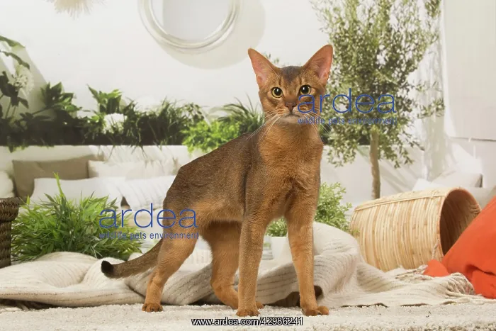 : Abyssinian cat indoors : Abyssinian cat indoors