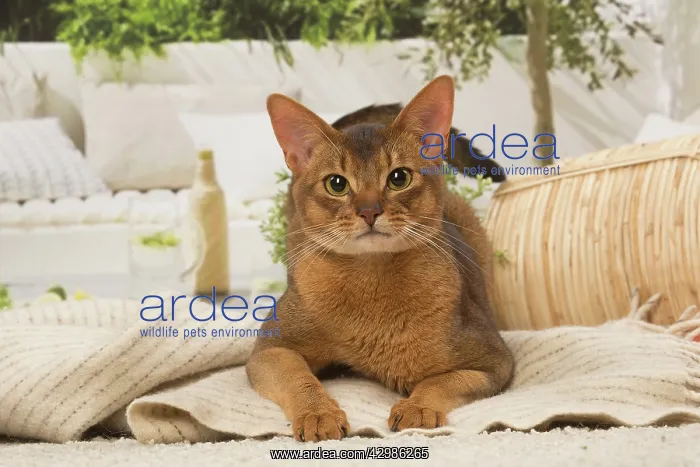 : Abyssinian cat indoors : Abyssinian cat indoors