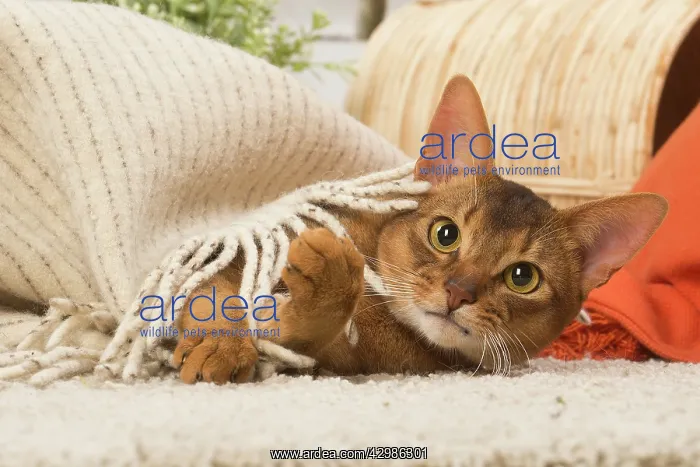 : Abyssinian cat indoors : Abyssinian cat indoors
