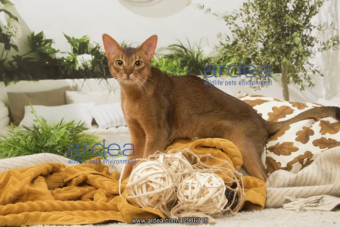 : Abyssinian cat indoors : Abyssinian cat indoors