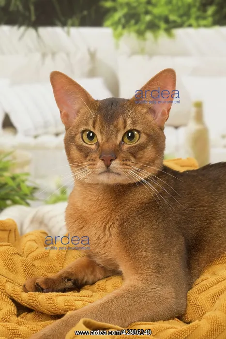 : Abyssinian cat indoors : Abyssinian cat indoors
