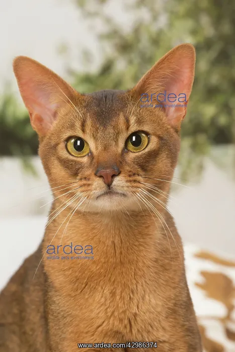 : Abyssinian cat indoors : Abyssinian cat indoors