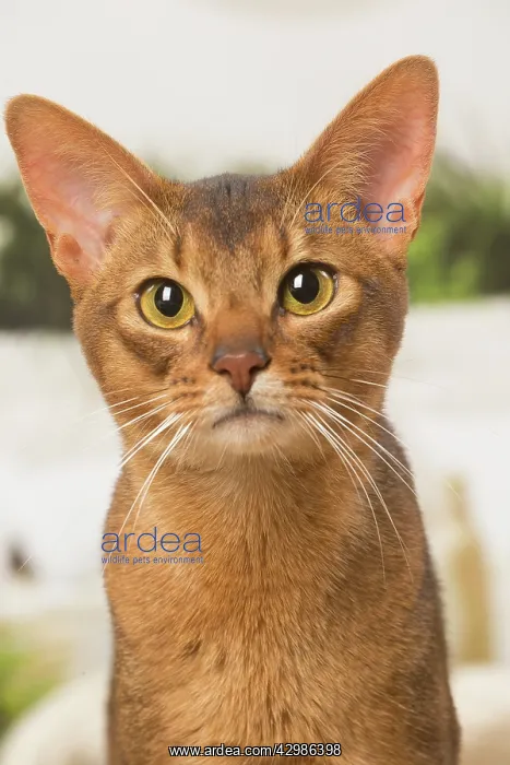: Abyssinian cat indoors : Abyssinian cat indoors