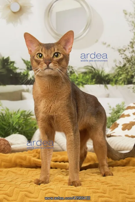 : Abyssinian cat indoors : Abyssinian cat indoors