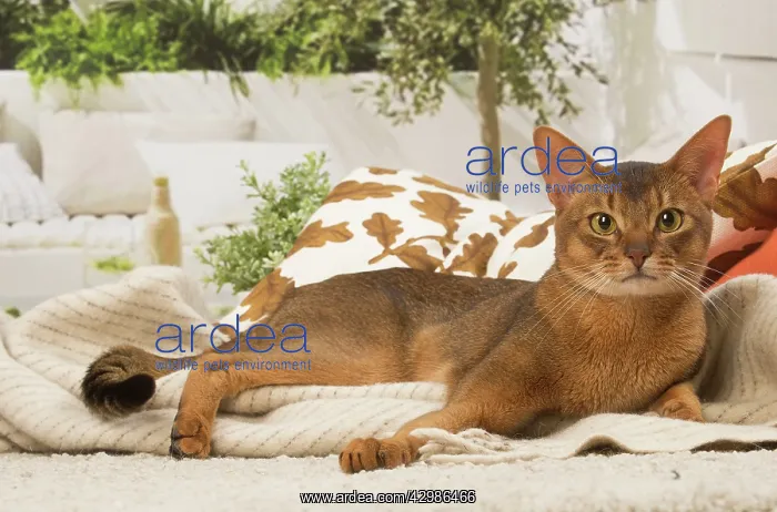 : Abyssinian cat indoors : Abyssinian cat indoors