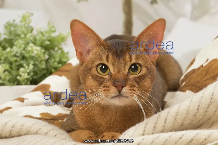 : Abyssinian cat indoors : Abyssinian cat indoors