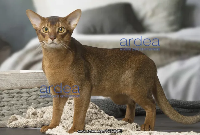 : Abyssinian cat indoors : Abyssinian cat indoors