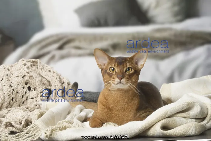 : Abyssinian cat indoors : Abyssinian cat indoors