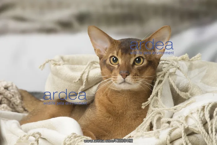 : Abyssinian cat indoors : Abyssinian cat indoors
