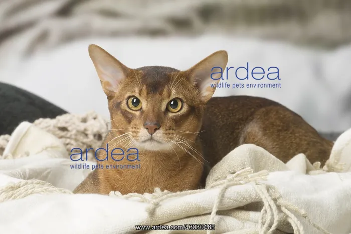 : Abyssinian cat indoors : Abyssinian cat indoors