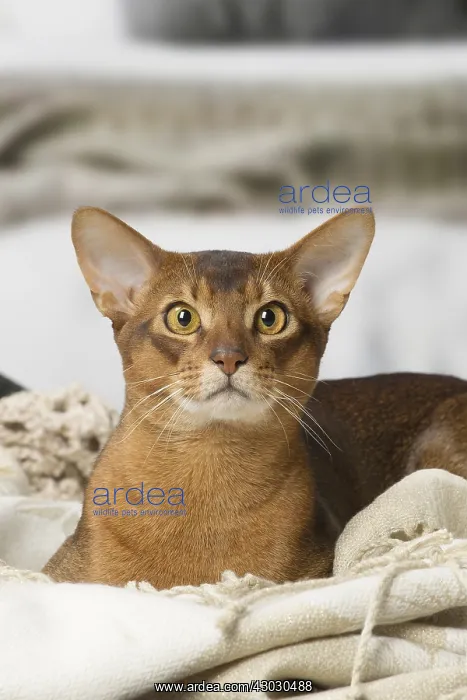 : Abyssinian cat indoors : Abyssinian cat indoors