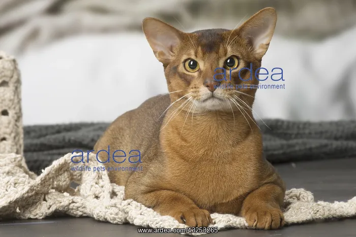 : Abyssinian cat indoors : Abyssinian cat indoors