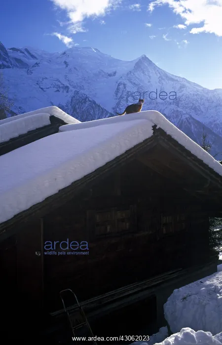 : Abyssinian Cat on the snowy roof of a chalet and Mont Blanc : Abyssinian Cat on the snowy roof of a chalet and Mont Blanc