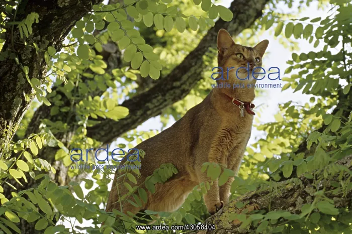 : Abyssinian cat standing on a branch in the spring France : Abyssinian cat standing on a branch in the spring France