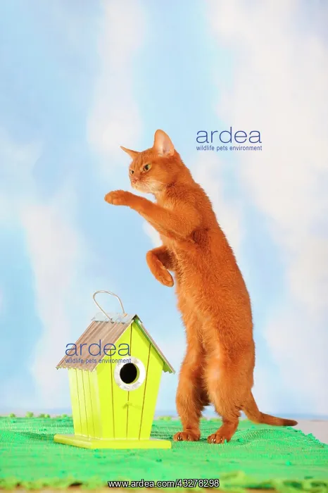  : Abyssinian cat standing on its hind legs beside
