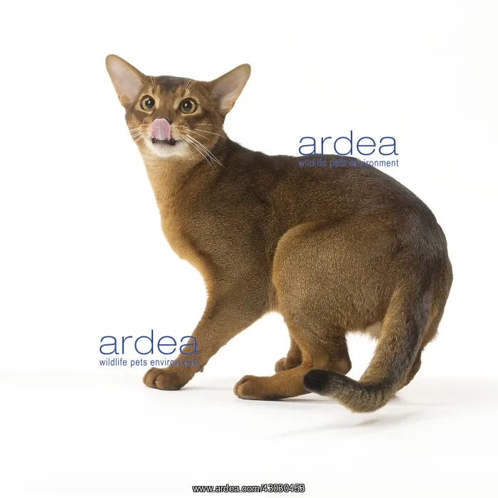 : Abyssinian cat in the studio : Abyssinian cat in the studio