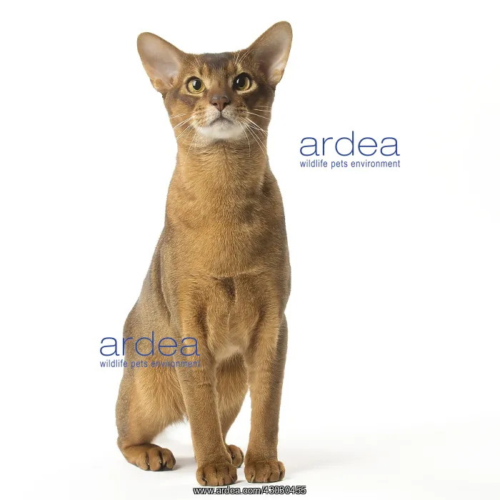 : Abyssinian cat in the studio : Abyssinian cat in the studio