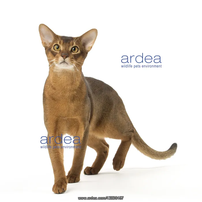 : Abyssinian cat in the studio : Abyssinian cat in the studio
