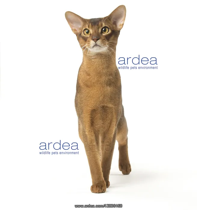 : Abyssinian cat in the studio : Abyssinian cat in the studio