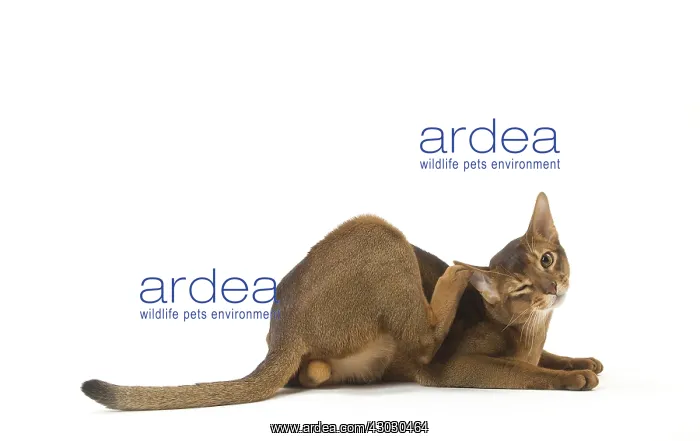  : Abyssinian cat in the studio