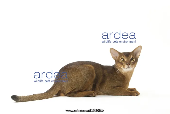 : Abyssinian cat in the studio : Abyssinian cat in the studio