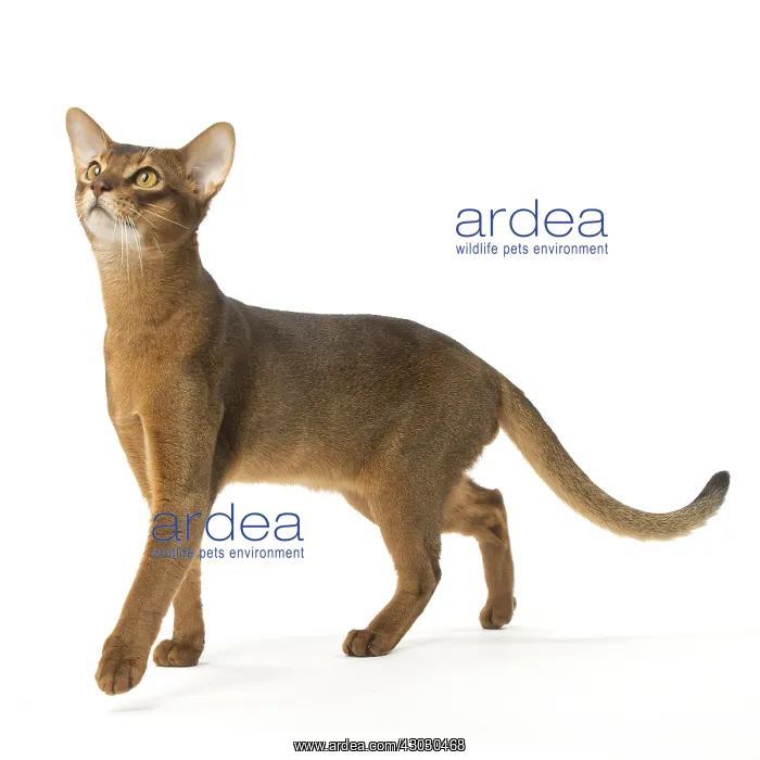 : Abyssinian cat in the studio : Abyssinian cat in the studio