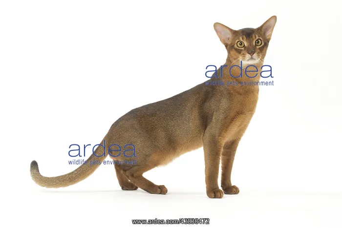 : Abyssinian cat in the studio : Abyssinian cat in the studio