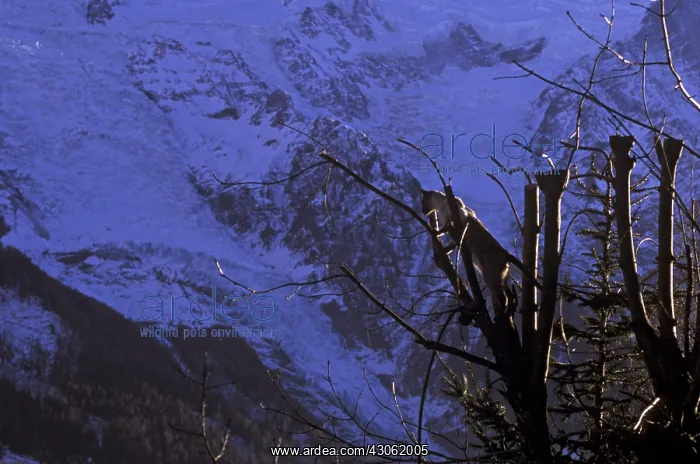 : Abyssinian cat in a tree in front of the Glacier des Bossons : Abyssinian cat in a tree in front of the Glacier des Bossons