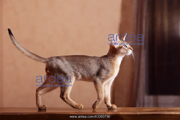 : Abyssinian cat walking on a beam tail erect