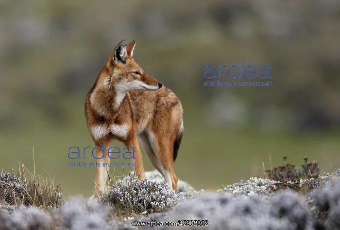 : Abyssinian / Ethiopian Wolf / Simien Jackal / Simien : Abyssinian / Ethiopian Wolf / Simien Jackal / Simien