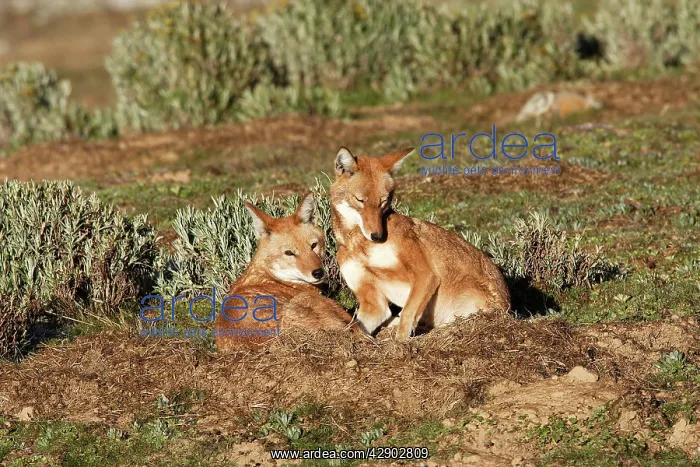 : Abyssinian / Ethiopian Wolf / Simien Jackal / Simien : Abyssinian / Ethiopian Wolf / Simien Jackal / Simien