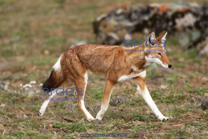 : Abyssinian / Ethiopian Wolf / Simien Jackal / Simien : Abyssinian / Ethiopian Wolf / Simien Jackal / Simien