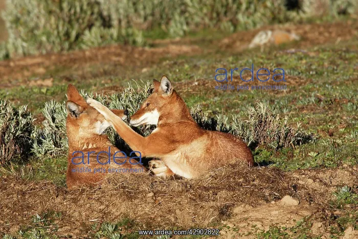 : Abyssinian / Ethiopian Wolf / Simien Jackal / Simien : Abyssinian / Ethiopian Wolf / Simien Jackal / Simien