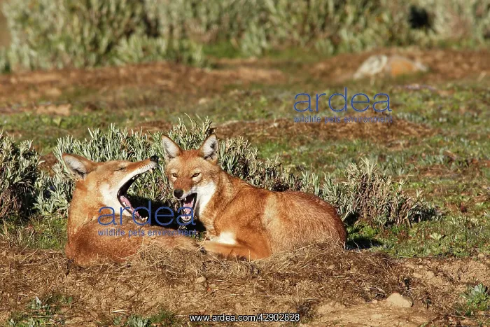 : Abyssinian / Ethiopian Wolf / Simien Jackal / Simien : Abyssinian / Ethiopian Wolf / Simien Jackal / Simien