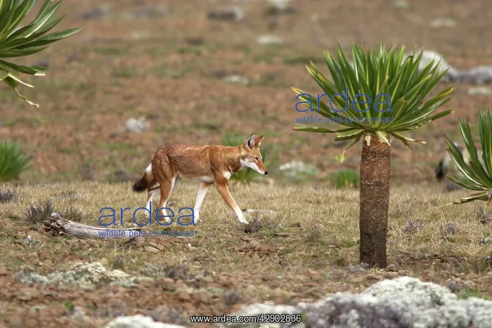 : Abyssinian / Ethiopian Wolf / Simien Jackal / Simien : Abyssinian / Ethiopian Wolf / Simien Jackal / Simien