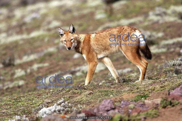  : Abyssinian  /  Ethiopian Wolf  /  Simien Jackal  /  Simien
