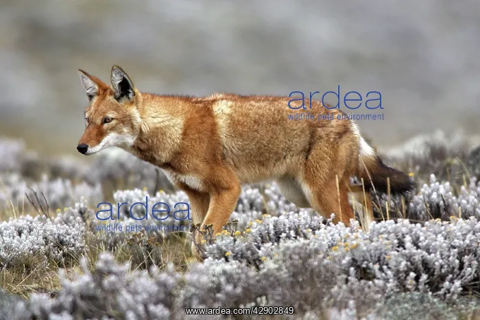 : Abyssinian / Ethiopian Wolf / Simien Jackal / Simien : Abyssinian / Ethiopian Wolf / Simien Jackal / Simien