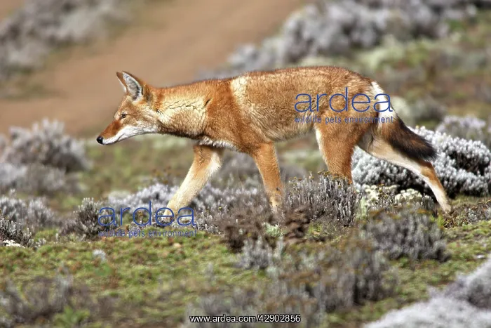 : Abyssinian / Ethiopian Wolf / Simien Jackal / Simien : Abyssinian / Ethiopian Wolf / Simien Jackal / Simien