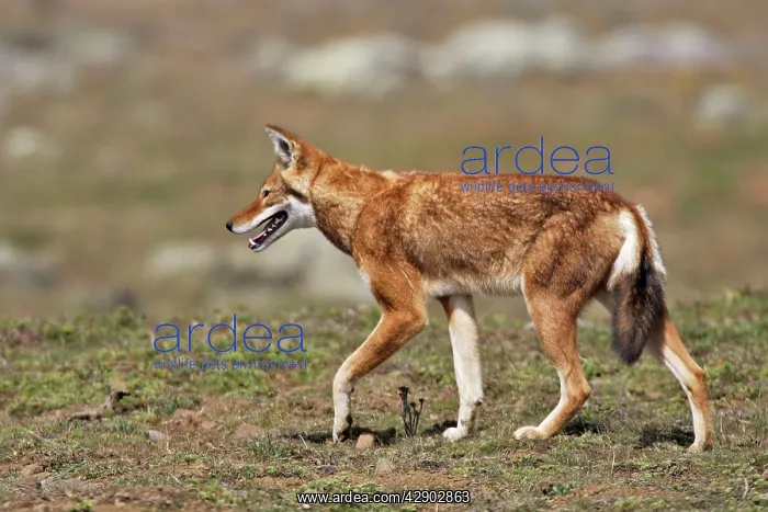: Abyssinian / Ethiopian Wolf / Simien Jackal / Simien : Abyssinian / Ethiopian Wolf / Simien Jackal / Simien