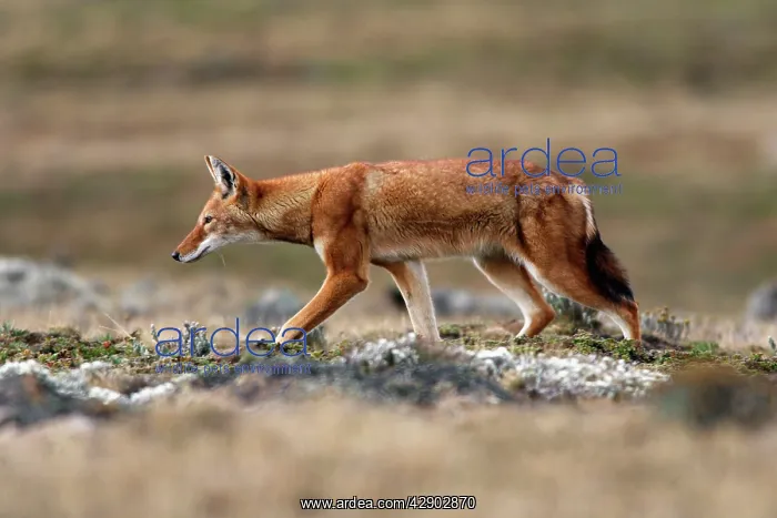 : Abyssinian / Ethiopian Wolf / Simien Jackal / Simien : Abyssinian / Ethiopian Wolf / Simien Jackal / Simien
