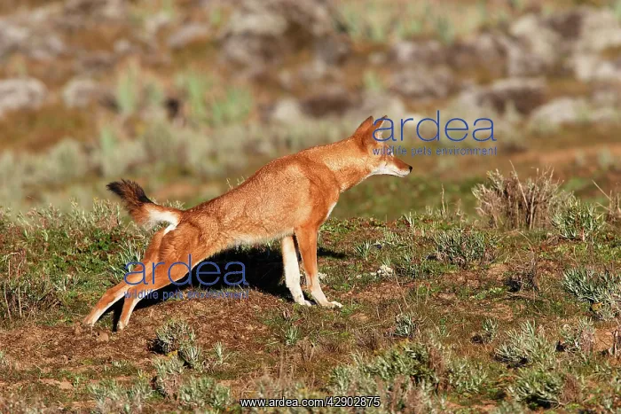 : Abyssinian / Ethiopian Wolf / Simien Jackal / Simien : Abyssinian / Ethiopian Wolf / Simien Jackal / Simien