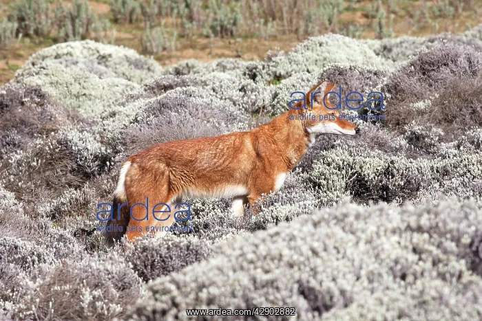 : Abyssinian / Ethiopian Wolf / Simien Jackal / Simien : Abyssinian / Ethiopian Wolf / Simien Jackal / Simien