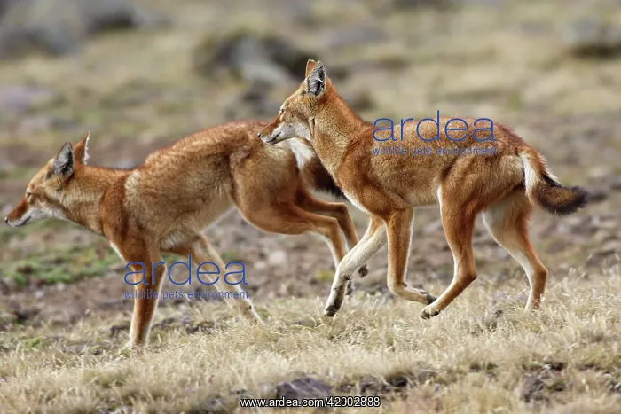 : Abyssinian / Ethiopian Wolf / Simien Jackal / Simien : Abyssinian / Ethiopian Wolf / Simien Jackal / Simien